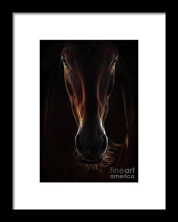 Horse Framed Print featuring the photograph Portrait Of A Brown Horse Close Up by Dimitar Hristov