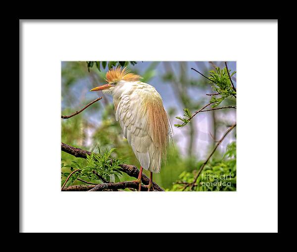 Egrets Framed Print featuring the photograph Portrait of a Cattle Egret by DB Hayes