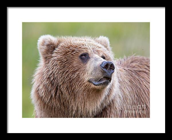 Grizzly Framed Print featuring the photograph Portrait of a Grizzly by Richard Garvey-Williams