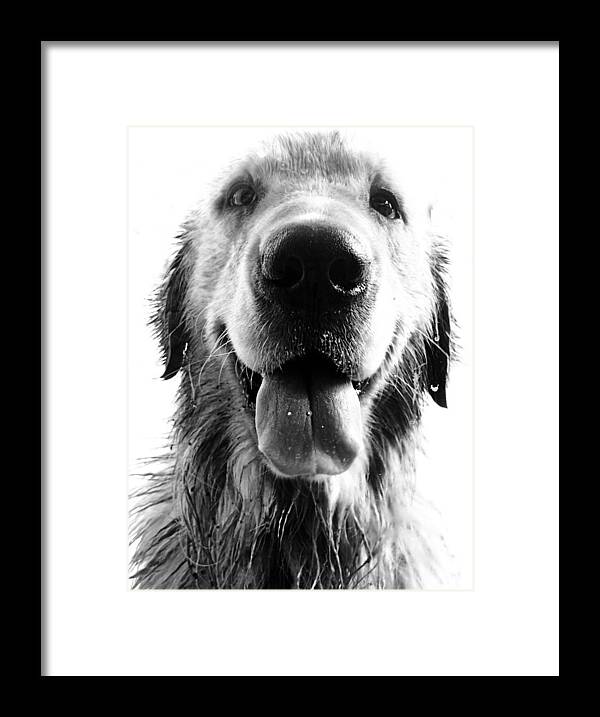 Argentina Framed Print featuring the photograph Portrait of a Happy Dog by Osvaldo Hamer