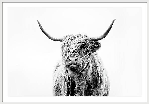 Portrait Of A Highland Cow by Dorit Fuhg