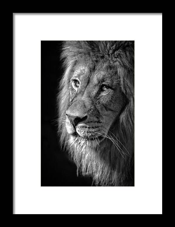 Portrait Of A King Framed Print featuring the photograph Portrait Of A King by Wes and Dotty Weber