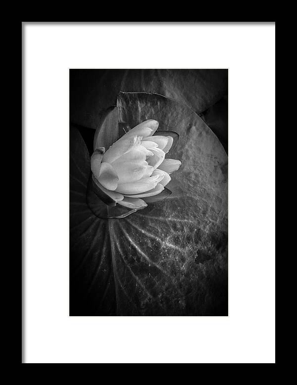 Everglades Framed Print featuring the photograph Portrait of a Lily by Debra and Dave Vanderlaan