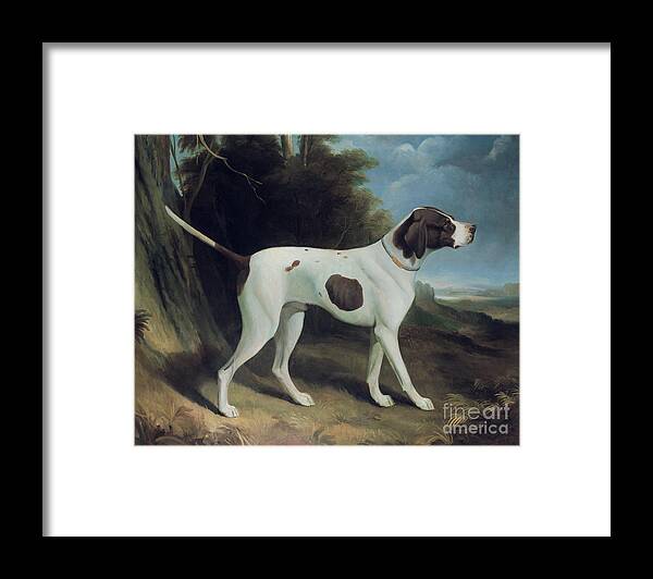 Dog Framed Print featuring the painting Portrait of a liver and white pointer by George Garrard