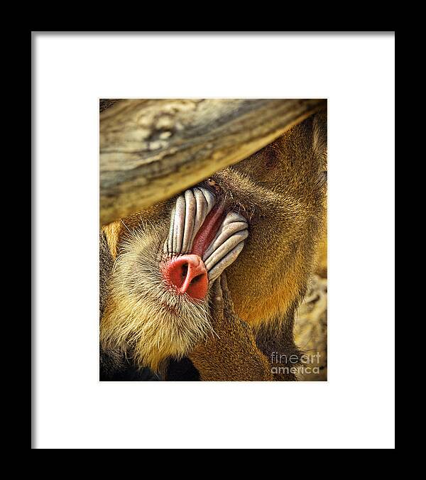 Mandrill Framed Print featuring the photograph Portrait of a Mandrill Peeking From Behind a Tree altered version by Jim Fitzpatrick