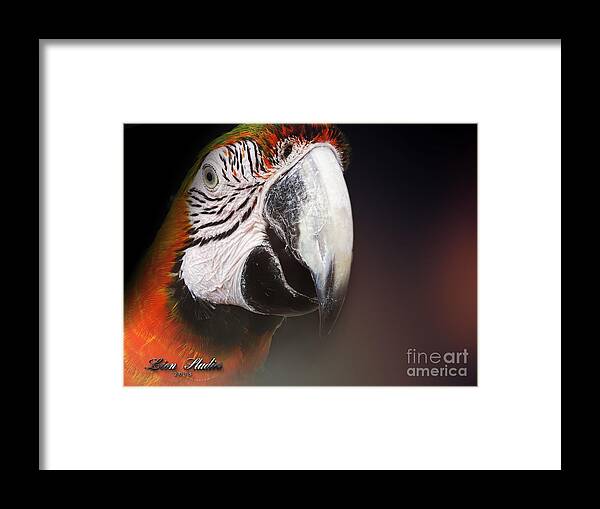 Photoshop Framed Print featuring the photograph Portrait Of A Parrot by Melissa Messick