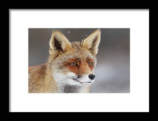 Fox Framed Print featuring the photograph Portrait of a Red Fox in the Snow by Roeselien Raimond