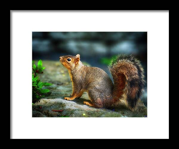 Squirrel Framed Print featuring the photograph Portrait Of A Squirrell by Dee Browning