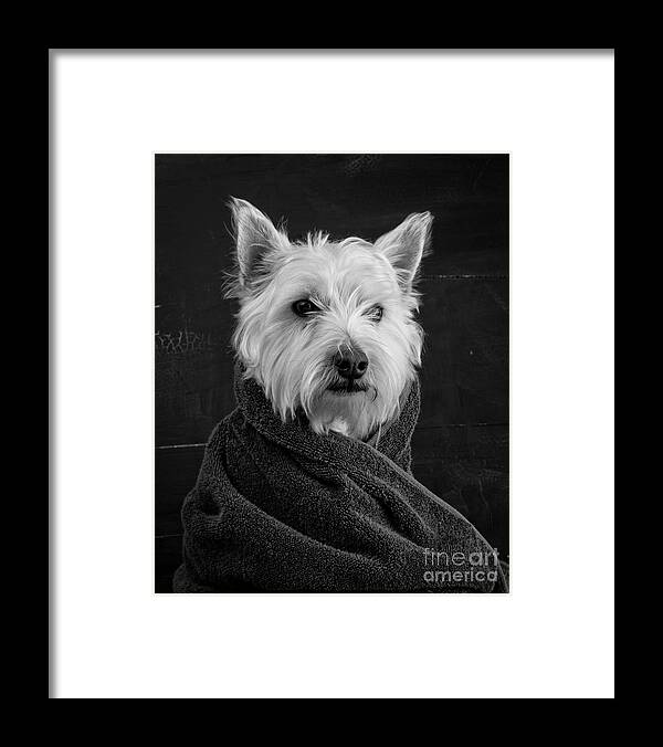 Portrait Of A Westie Dog Framed Print featuring the photograph Portrait of a Westie Dog by Edward Fielding