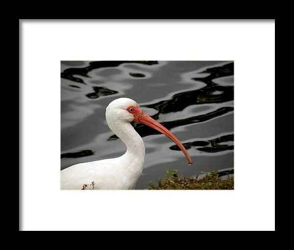 Birds Framed Print featuring the photograph Portrait of a White Ibis by Rosalie Scanlon