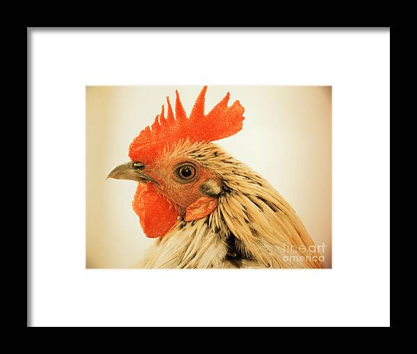 Rooster Framed Print featuring the photograph Portrait Of A Wild Rooster by Jan Gelders