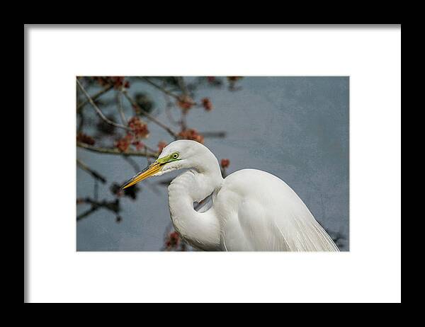 Shore Bird Framed Print featuring the photograph Portrait of an Egret by Cathy Kovarik