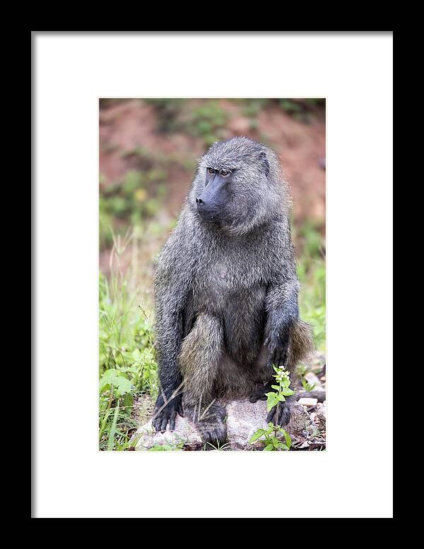 Africa Framed Print featuring the photograph Portrait of Common Baboon by Karen Foley