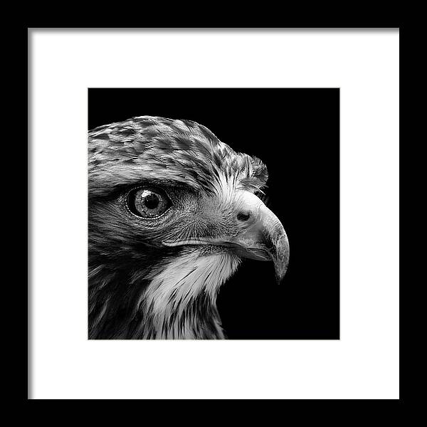 #faatoppicks Framed Print featuring the photograph Portrait of Common Buzzard in black and white by Lukas Holas