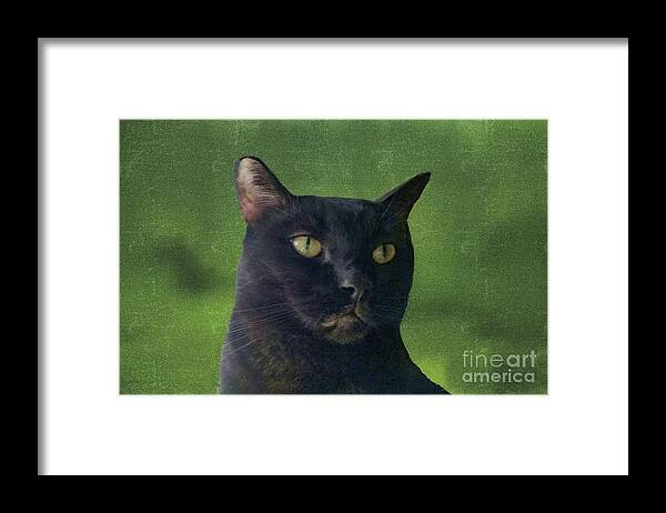 Cat Framed Print featuring the photograph Portrait of Salem the Cat by Janette Boyd