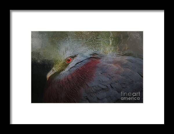 Victoria Crowned Pigeon Framed Print featuring the photograph Portrait of Victoria Crowned Pigeon by Eva Lechner