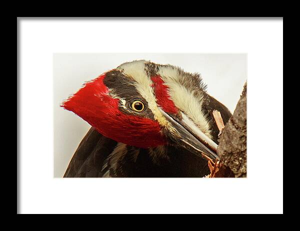  Framed Print featuring the photograph Portrait Session by Mike Hainstock