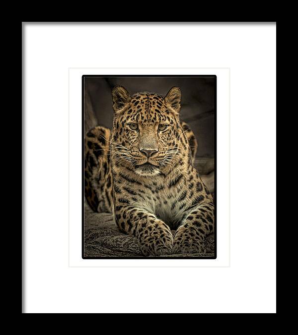 Krepkey Was His Name At The Philadelphia Zoo Framed Print featuring the photograph Poser by Cheri McEachin