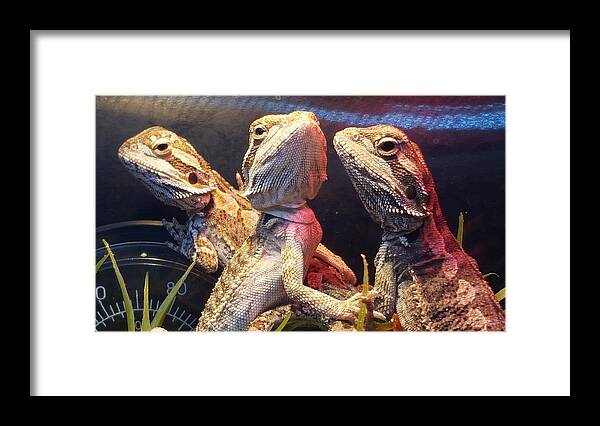Reptiles Framed Print featuring the photograph Posers at the Pet Store by Dani McEvoy