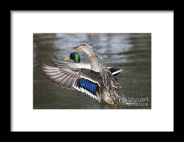 Duck Framed Print featuring the photograph Taking Flight by Andrea Silies
