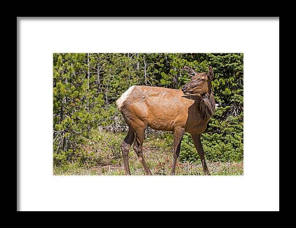 Yellowstone National Park Framed Print featuring the photograph Posing Elk by Willie Harper