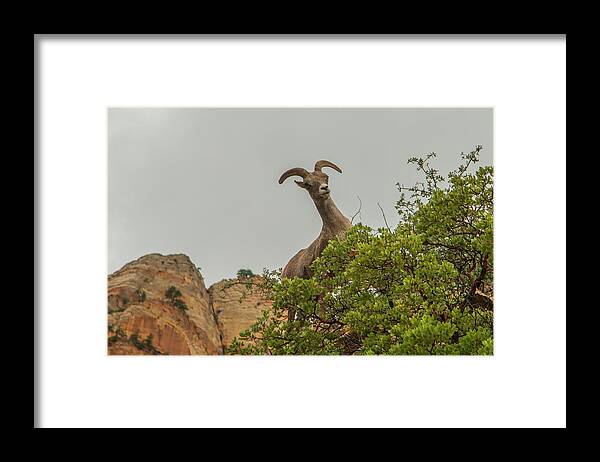 Mountain Sheep Framed Print featuring the photograph Posing for the Camera 2 by Doug Scrima