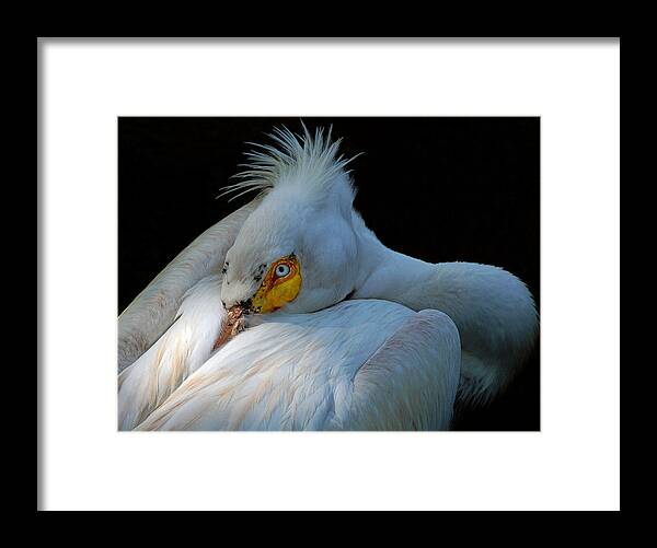 Pelican Framed Print featuring the photograph Posing by Lorenzo Cassina