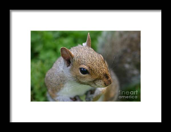 Squirrel Framed Print featuring the photograph Posing Squirrel 3 by David Bishop