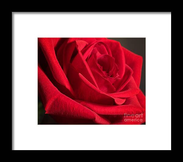 Rose Framed Print featuring the photograph Power of Love by Anita Oakley
