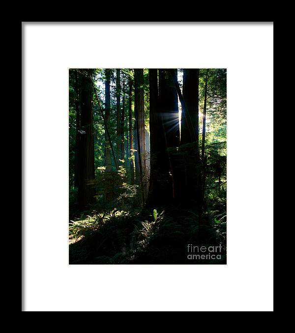 Redwood Trees Framed Print featuring the photograph Prairie Creek Redwoods State Park 6 by Terry Elniski