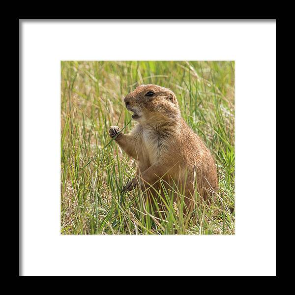 Animal Framed Print featuring the photograph Prairie Dog by Brenda Jacobs