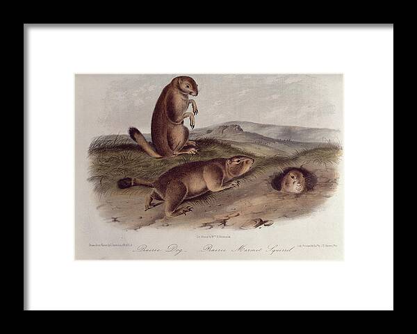 Prairie Dog From 'quadrupeds Of North America' Framed Print featuring the drawing Prairie Dog by John James Audubon