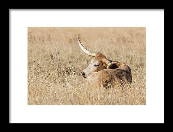 2017 April Framed Print featuring the photograph Prairie Longhorn by Bill Kesler