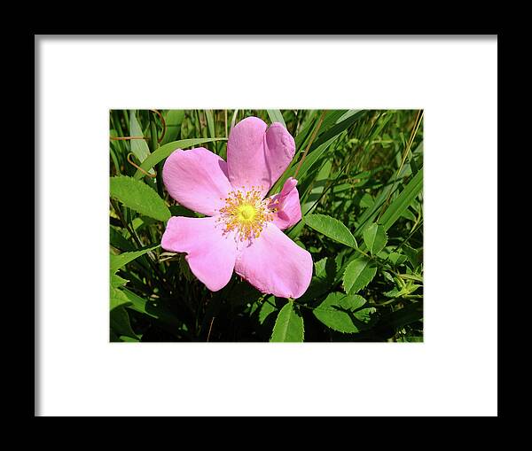 Wildflowers Framed Print featuring the photograph Prairie Rose by Scott Kingery