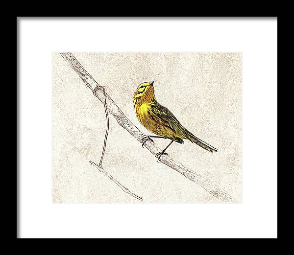 Photographic Drawing Framed Print featuring the photograph Prairie Warbler Photographic Drawing by Dawn Currie