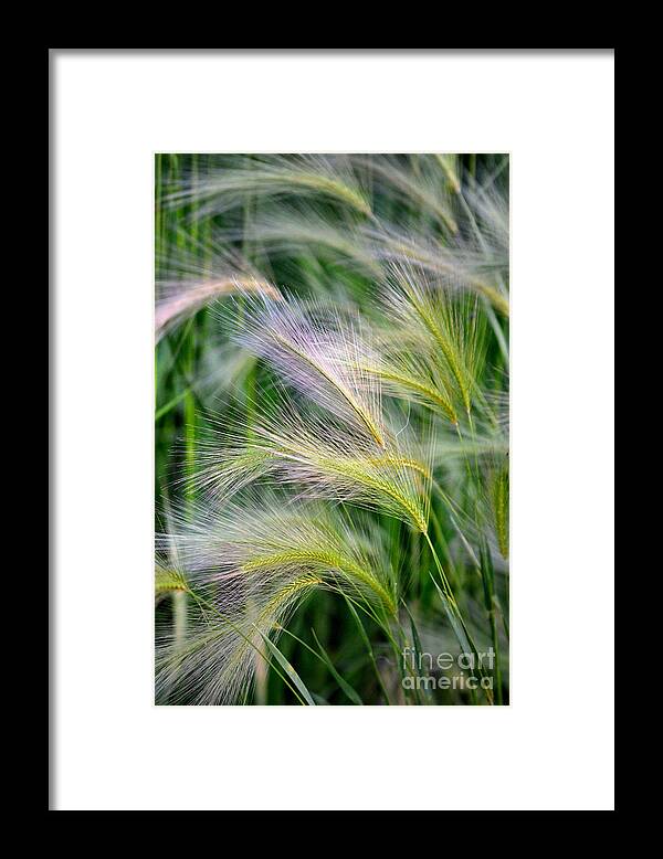 Nature Framed Print featuring the photograph Prairie Wind by Deb Halloran