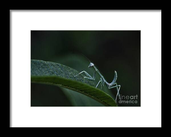 Mantises Framed Print featuring the photograph Praying Mantis baby by Ruth Jolly