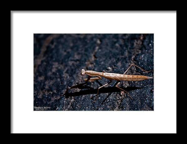  Framed Print featuring the photograph Praying Mantis by Matthieu Russell