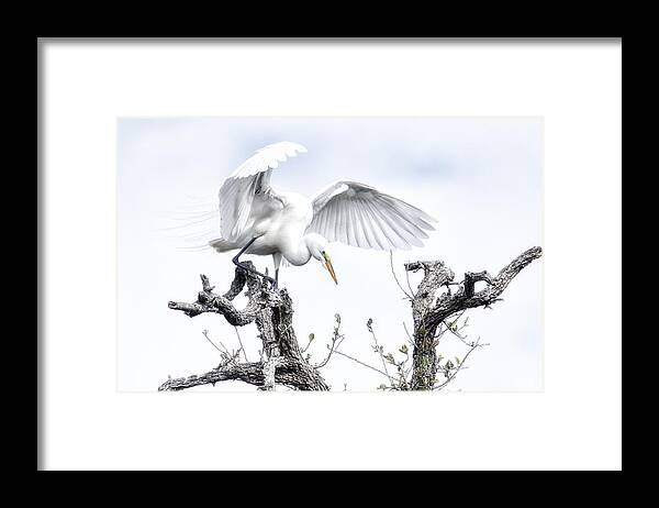 Crystal Yingling Framed Print featuring the photograph Pre-flight by Ghostwinds Photography