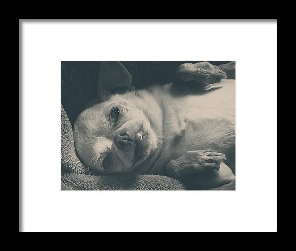 Dogs Framed Print featuring the photograph Precious by Laurie Search