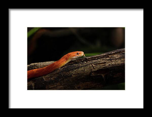 Svetlanistaya Framed Print featuring the photograph Predator by Svetlana Svetlanistaya