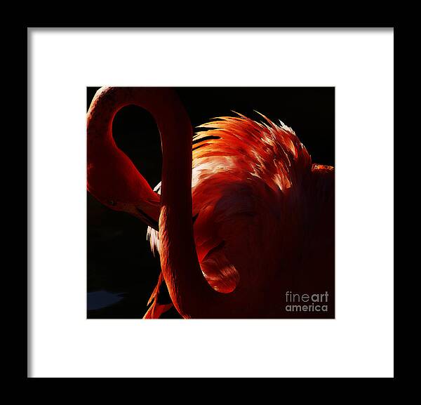 Flamingo Framed Print featuring the photograph Preen by Linda Shafer