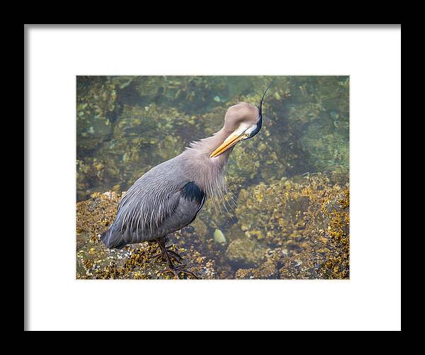 Heron Framed Print featuring the photograph Preening Heron by Jerry Cahill