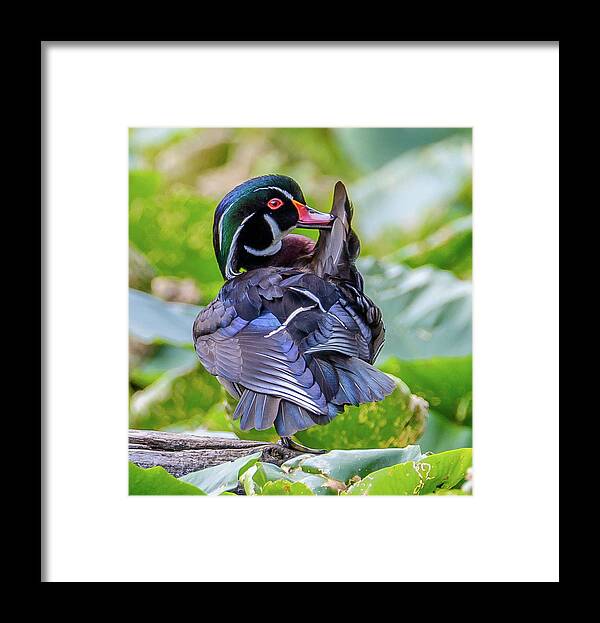 Preening Framed Print featuring the photograph Preening by Jerry Cahill