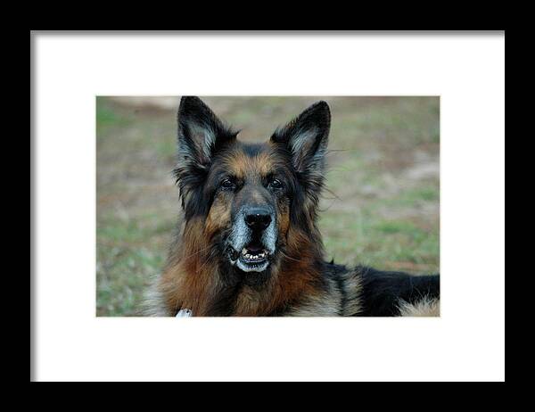 Dog Framed Print featuring the photograph Pretty Dog by Teresa Blanton