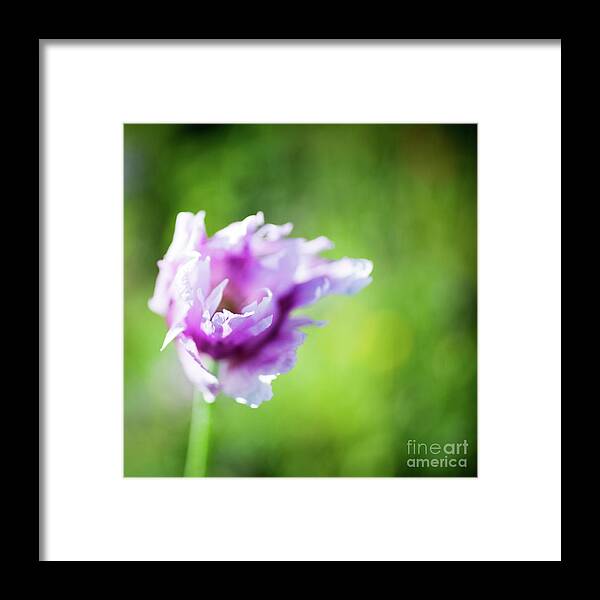 Nature Framed Print featuring the photograph Pretty flower by Kati Finell