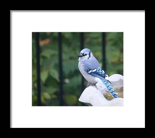 Pretty Framed Print featuring the photograph Pretty in Blue Jay by Diane Lindon Coy