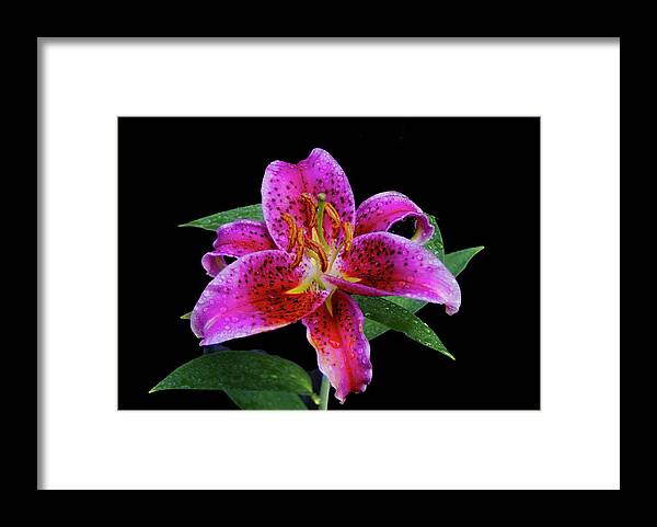 Pink Asiatic Lilly Framed Print featuring the photograph Pretty In Pink by M Three Photos