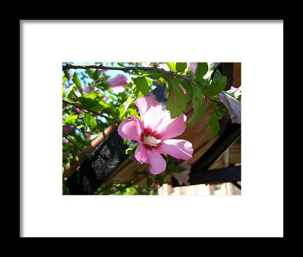 Romania Framed Print featuring the photograph Pretty in Pink by Carole Hutchison