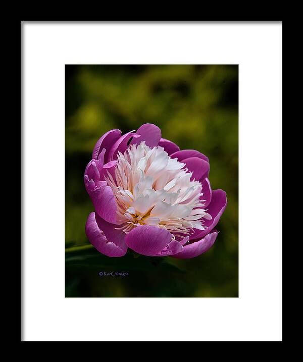 Peony Bloom Framed Print featuring the photograph Pretty in Pink by Kae Cheatham
